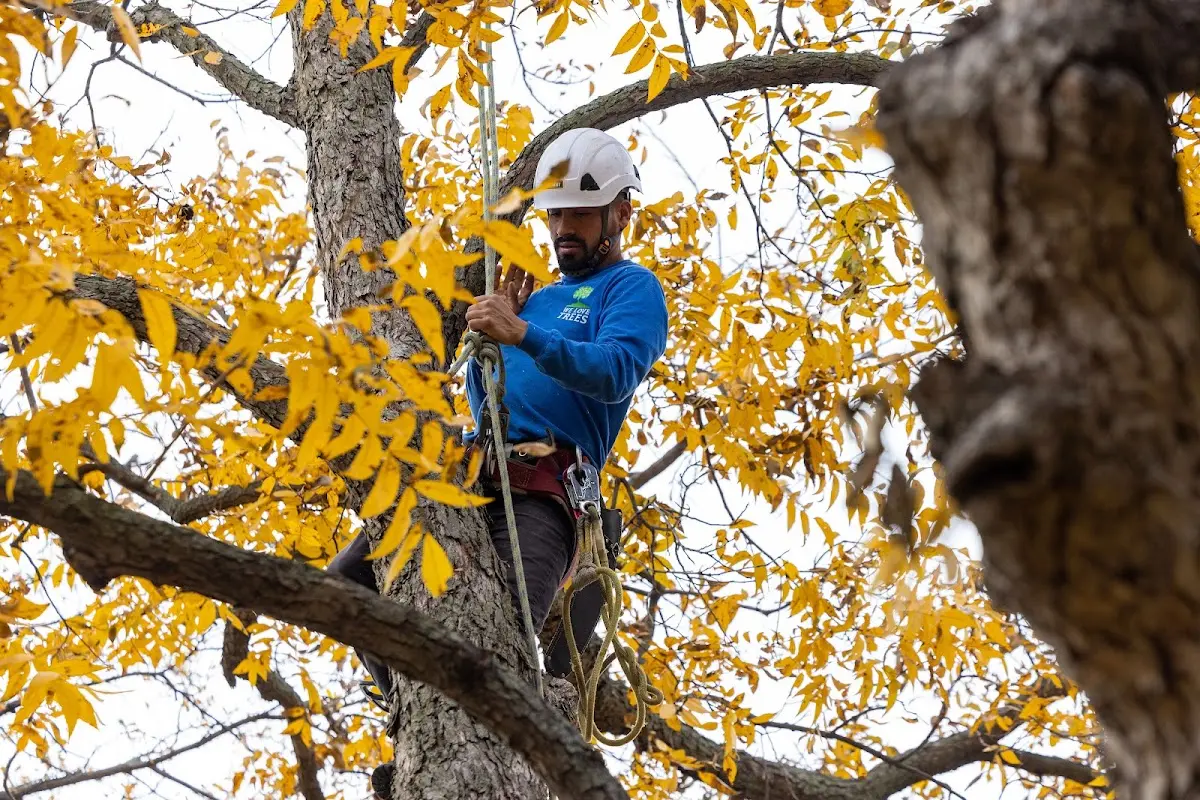 Skilled Tree Transplanting crew working in Hollis